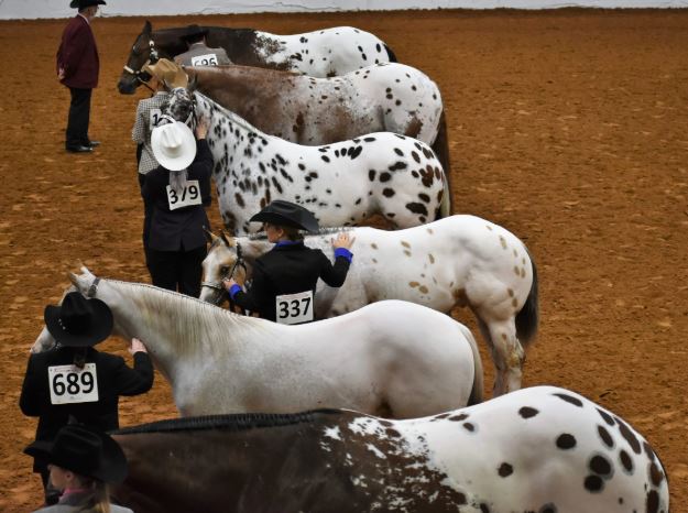 Appaloosa Horses